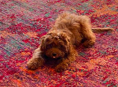 Pet odor from dog on a rug.